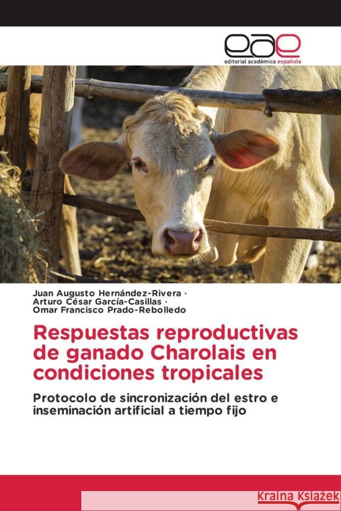 Respuestas reproductivas de ganado Charolais en condiciones tropicales Juan Augusto Hern?ndez-Rivera Arturo C?sar Garc?a-Casillas Omar Francisco Prado-Rebolledo 9786139040810 Editorial Academica Espanola - książka