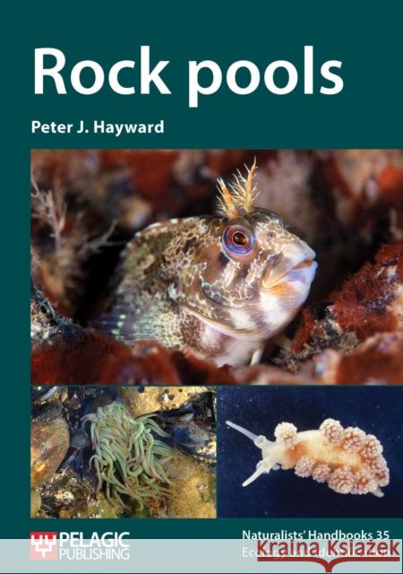 Rock pools Peter J. Hayward 9781784273590 Pelagic Publishing Ltd - książka