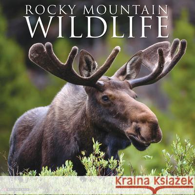 Rocky Mountain Wildlife 2026 Wall Calendar Willow Creek Press 9781549252594 Wlcp - książka