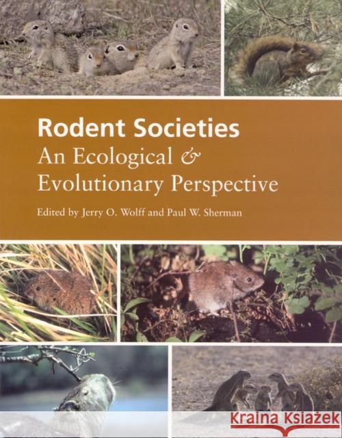 Rodent Societies: An Ecological & Evolutionary Perspective Jerry O. Wolff Paul W. Sherman 9780226905372 University of Chicago Press - książka