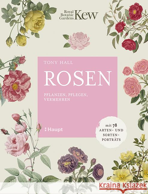 Rosen Hall, Tony 9783258082592 Haupt - książka