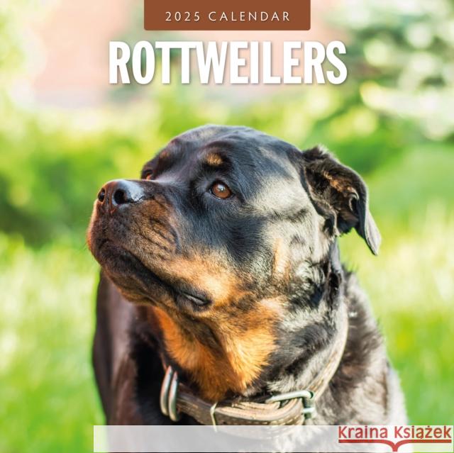 Rottweilers 2025 Square Wall Calendar Red Robin 9781804425022 Red Robin Publishing Ltd. - książka