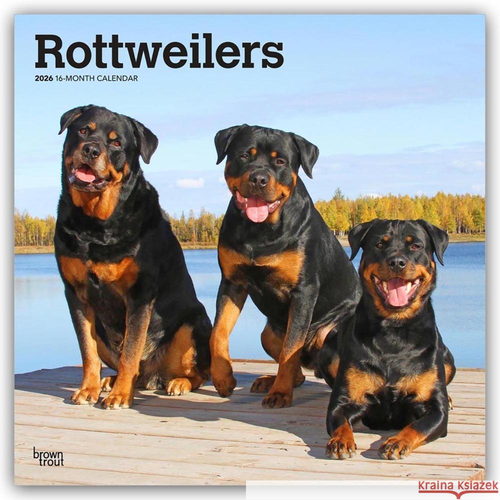 Rottweilers - Rottweiler 2026 - 16-Monatskalender BrownTrout Publishers Inc 9798330705399 Flechsig - książka