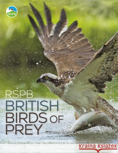 RSPB British Birds of Prey Marianne Taylor 9781472965806 Bloomsbury Publishing PLC - książka