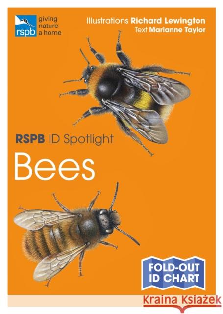 RSPB ID Spotlight - Bees Marianne Taylor Richard Lewington 9781472974273 Bloomsbury Publishing PLC - książka