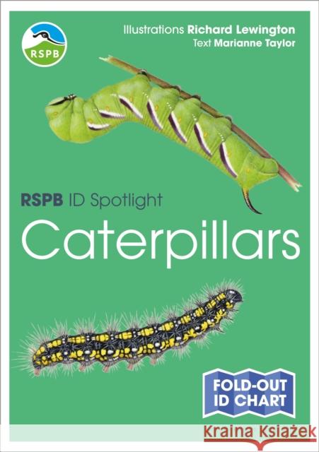 RSPB ID Spotlight - Caterpillars Marianne Taylor 9781472989116 Bloomsbury Publishing PLC - książka