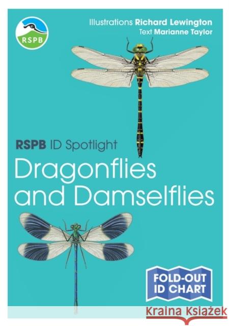 RSPB ID Spotlight - Dragonflies and Damselflies Marianne Taylor Richard Lewington 9781472974280 Bloomsbury Wildlife - książka