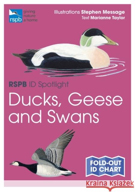 RSPB ID Spotlight - Ducks, Geese and Swans Marianne Taylor 9781399403696 Bloomsbury Publishing PLC - książka