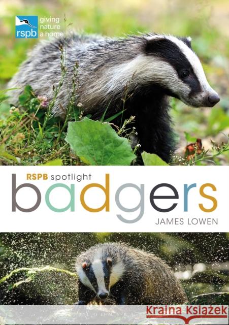 RSPB Spotlight: Badgers James Lowen 9781472971746 Bloomsbury Wildlife - książka