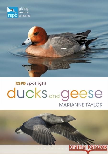 RSPB Spotlight Ducks and Geese Marianne Taylor 9781472971647 Bloomsbury Publishing PLC - książka