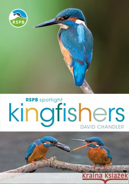 RSPB Spotlight Kingfishers David Chandler 9781472987617 Bloomsbury Publishing PLC - książka