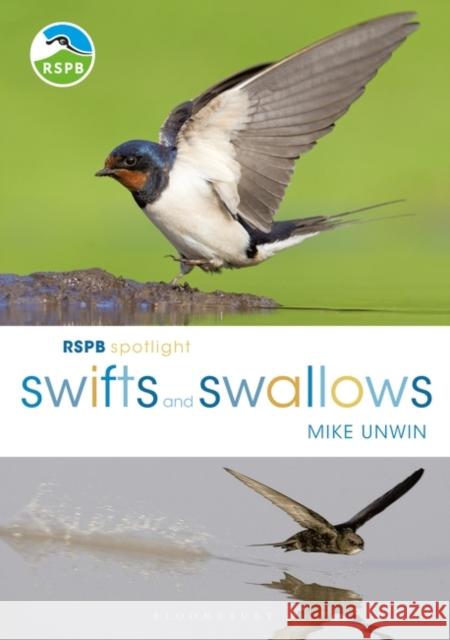 RSPB Spotlight Swifts and Swallows Mike Unwin 9781472950116 Bloomsbury Publishing PLC - książka