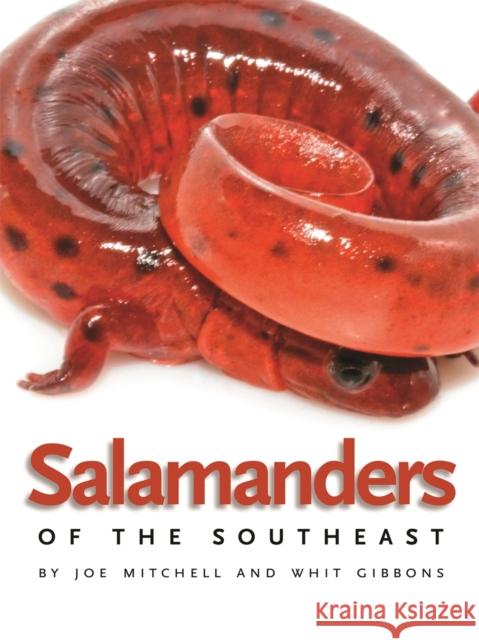 Salamanders of the Southeast Joseph S. B. Mitchell Joe Mitchell Whit Gibbons 9780820330358 University of Georgia Press - książka