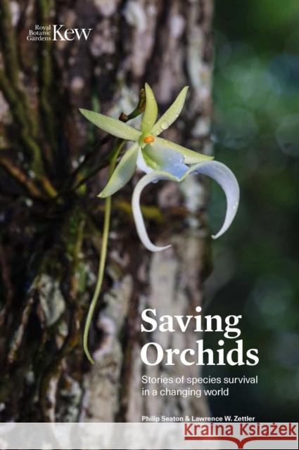 Saving Orchids: Stories of species survival in a changing world Lawrence Zettler 9781842468319 Royal Botanic Gardens - książka