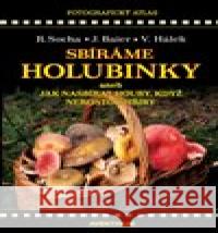 Sbíráme holubinky Radomír Socha 9788074421433 Aventinum - książka