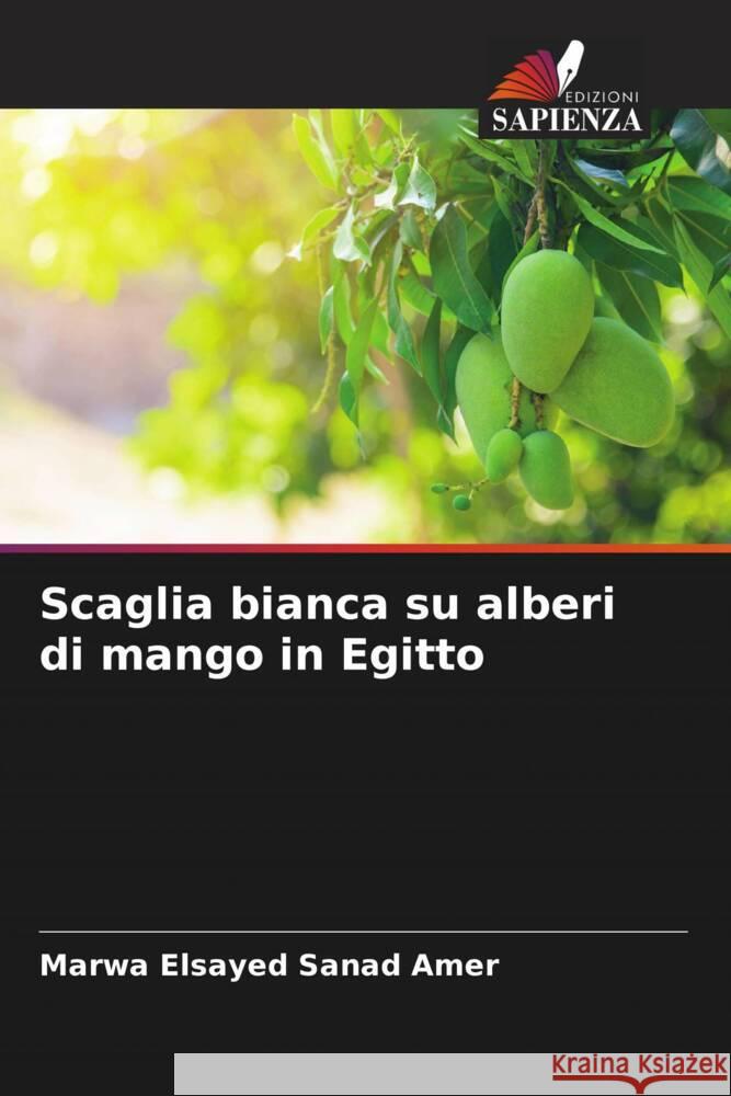 Scaglia bianca su alberi di mango in Egitto Sanad Amer, Marwa Elsayed 9786205468753 Edizioni Sapienza - książka