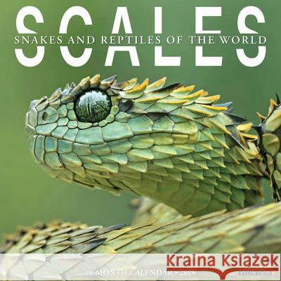 Scales 12 X 12 Wall Calendar Willow Creek Press 9781549256110 Wlcp - książka