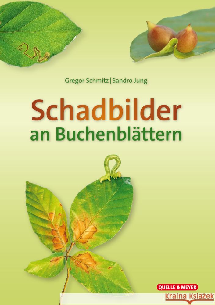 Schadbilder an Buchenblättern Schmitz, Gregor, Jung, Sando 9783494019291 Quelle & Meyer - książka