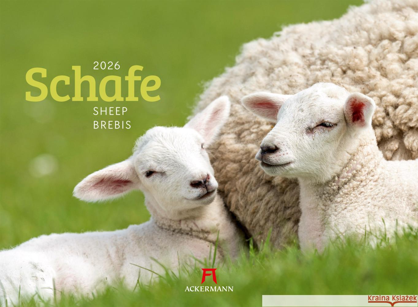 Schafe Kalender 2026 Ackermann Kunstverlag GmbH 9783838426884 Ackermann Kunstverlag - książka