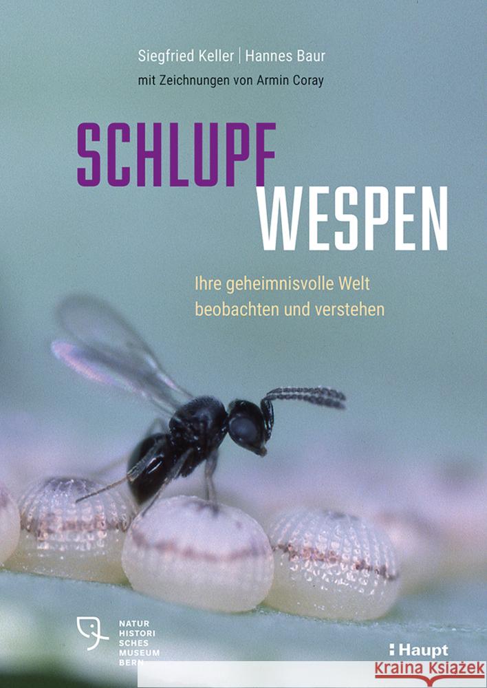 Schlupfwespen Keller, Siegfried, Baur, Hannes 9783258083780 Haupt - książka