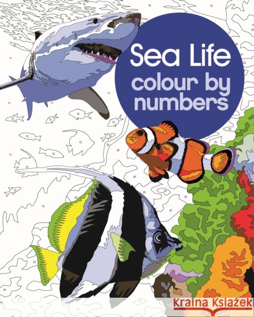 Sea Life Colour by Numbers David Woodroffe 9781398834521 Arcturus Publishing Ltd - książka