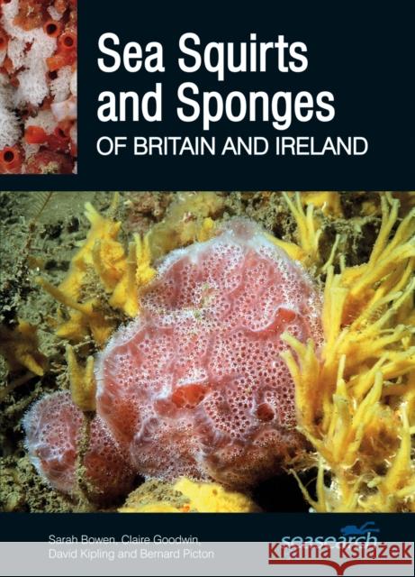 Sea Squirts and Sponges of Britain and Ireland Bernard Picton 9780995567382 Wild Nature Press - książka