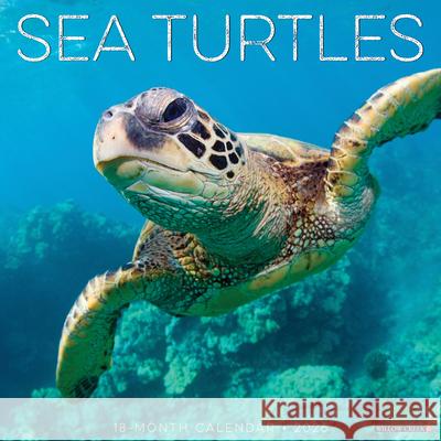 Sea Turtles 2026 12 X 12 Wall Calendar Willow Creek Press 9781549255540 Wlcp - książka
