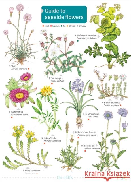 Seaside Flowers Simon Norman 9781908819543 FIELD STUDIES COUNCIL - książka