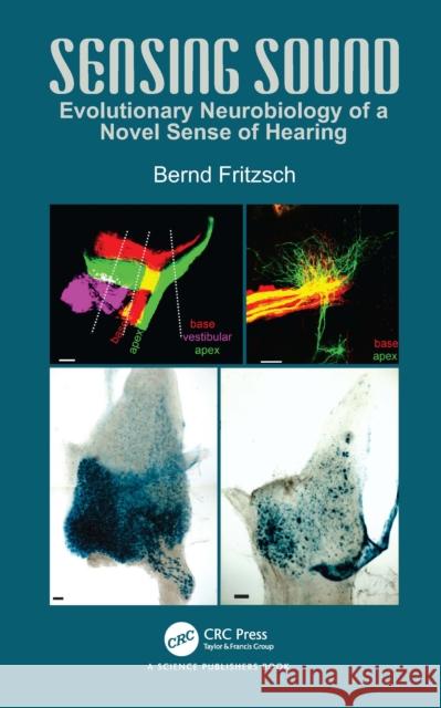Sensing Sound: Evolutionary Neurobiology of a Novel Sense of Hearing Bernd Fritzsch 9781032576534 CRC Press - książka