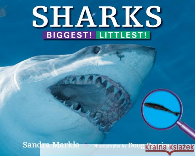 Sharks: Biggest! Littlest! Sandra Markle Doug Perrin 9781590788738 Boyds Mills Press - książka