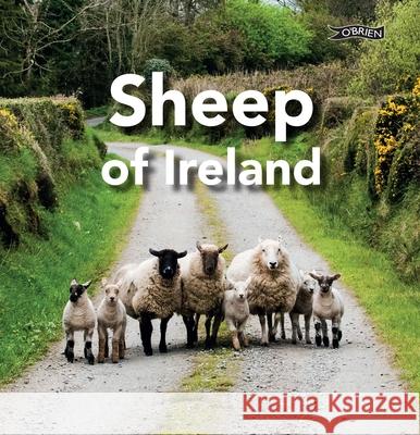 Sheep of Ireland Sarah O'Connor 9781788494182 O'Brien Press Ltd - książka