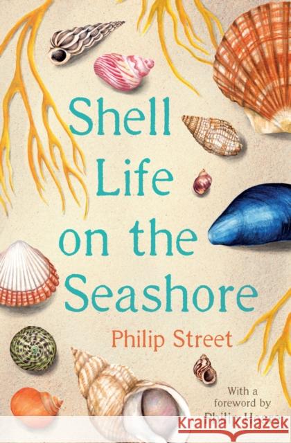 Shell Life on the Seashore Philip Street 9780571354450 Faber & Faber - książka
