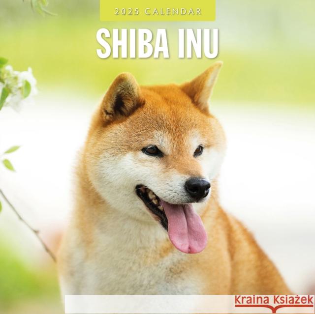 Shiba Inu 2025 Square Wall Calendar Red Robin 9781804425107 Red Robin Publishing Ltd. - książka