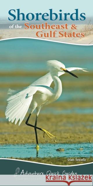 Shorebirds of the Southeast & Gulf States: Your Way to Easily Identify Shorebirds Tekiela, Stan 9781591936565 Adventure Publications - książka