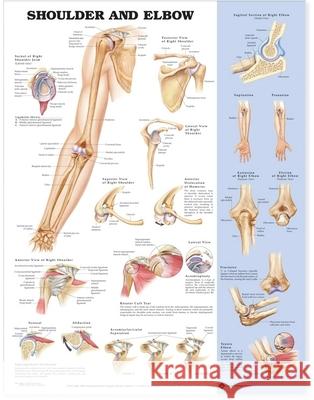 Shoulder and Elbow Anatomical Chart   9781587797545  - książka