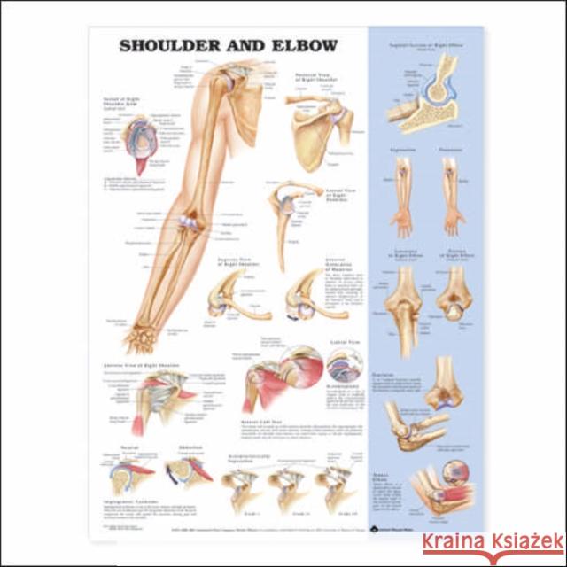 Shoulder and Elbow Anatomical Chart   9781587797552  - książka