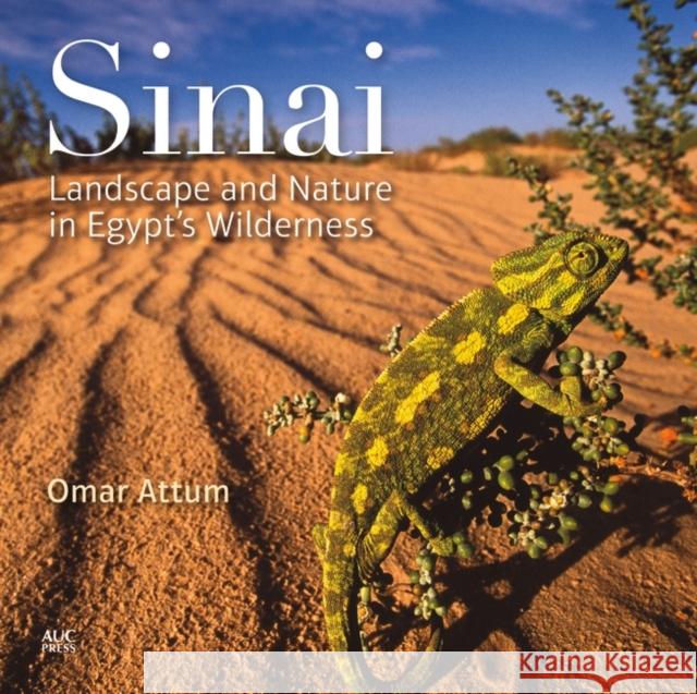 Sinai: Landscape and Nature in Egyptas Wilderness Attum, Omar 9789774166617 American University in Cairo Press - książka