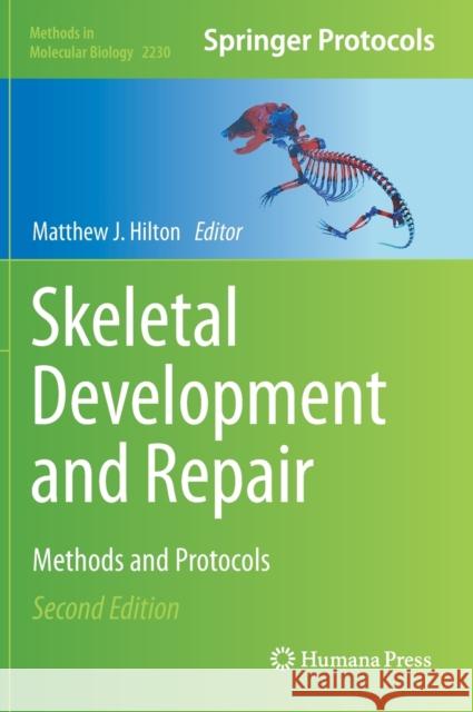 Skeletal Development and Repair: Methods and Protocols Hilton, Matthew J. 9781071610275 Humana - książka