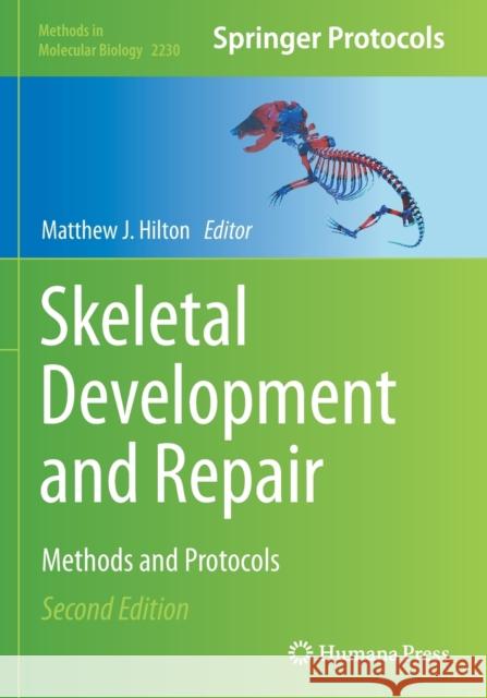 Skeletal Development and Repair: Methods and Protocols Hilton, Matthew J. 9781071610305 Springer US - książka