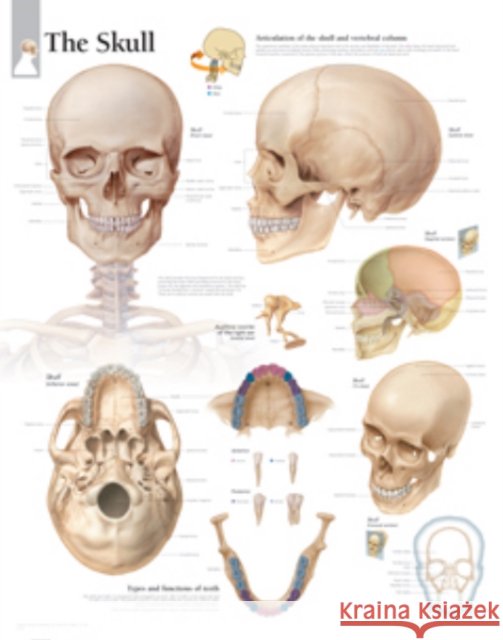 Skull Paper Poster Scientific Publishing 9781932922882 Scientific Publishing - książka