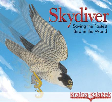 Skydiver: Saving the Fastest Bird in the World Celia Godkin 9781927485613 Pajama Press - książka