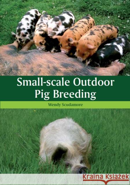Small-scale Outdoor Pig Breeding Wendy Scudamore 9781847973078 The Crowood Press Ltd - książka