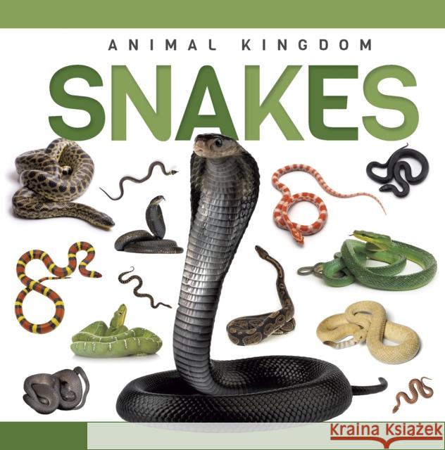 Snakes Rebecca Phillips-Bartlett 9781952455896 North Star Kids - książka