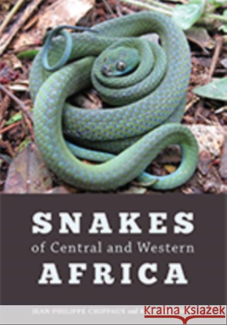 Snakes of Central and Western Africa Jean-Philippe Chippaux Katherine Jackson 9781421427195 Johns Hopkins University Press - książka