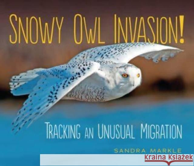 Snowy Owl Invasion!: Tracking an Unusual Migration Sandra Markle 9781728477558 Millbrook Press (Tm) - książka