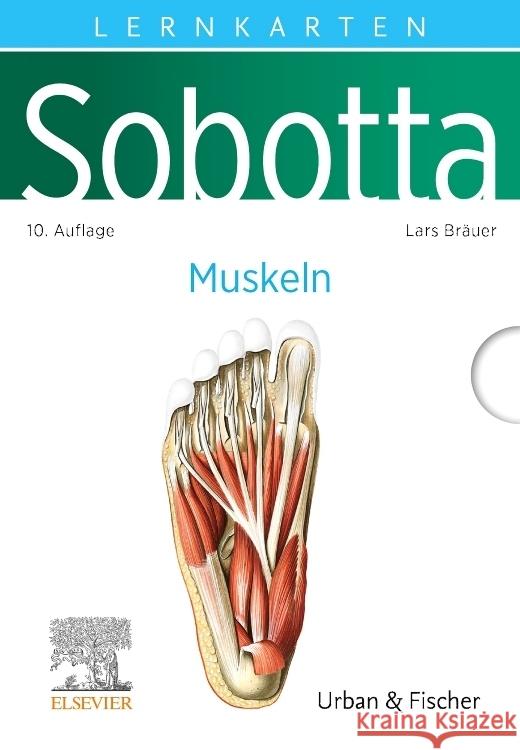 Sobotta Lernkarten Muskeln Bräuer, Lars 9783437411632 Elsevier, München - książka