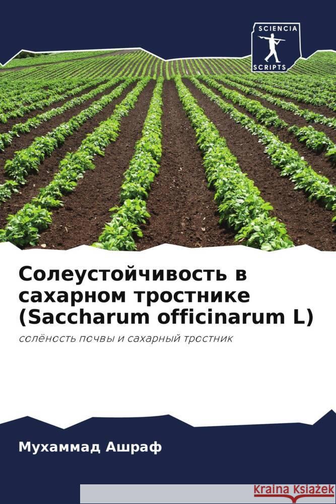 Soleustojchiwost' w saharnom trostnike (Saccharum officinarum L) Ashraf, Muhammad 9786203297508 Sciencia Scripts - książka