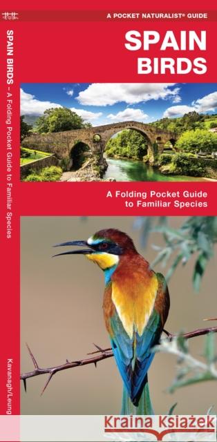 Spain Birds: A Folding Pocket Guide to Familiar Species  9781620053492 Waterford Press - książka