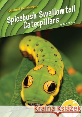 Spicebush Swallowtail Caterpillars Julie Murray 9781098228378 Dash! - książka