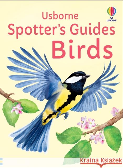 Spotter's Guides: Birds Kate Nolan 9781805072997 Usborne Publishing Ltd - książka